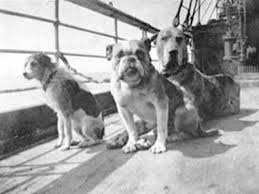 Shelters annually has declined from approximately 2.6 million in 2011. The Definitive Guide To The Dogs On The Titanic Smart News Smithsonian Magazine