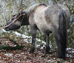 Domestication Of The Horse Wikipedia