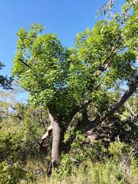 Image result for Cussonia natalensis