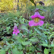 Image result for Scleria rehmannii