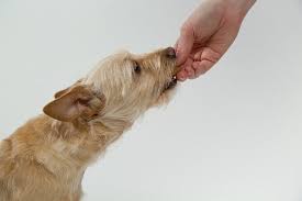 7 Reasons Why Your Dog Wants To Be Hand Fed Goodness