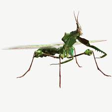 Формируйте собственную коллекцию записей devil flower mantis. 3d Model Giant Devils Flower Mantis Cgtrader