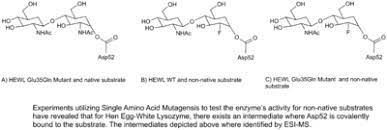 Lysozyme Wikipedia