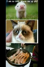 Pin By Eb On Funny Funny Grumpy Cat Memes Grumpy Cat Quotes Cat Jokes