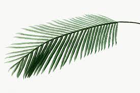 Fresh Green Areca Palm Leaf Design Element Free Image By Rawpixel Com Teddy Rawpixel In 2021 Palm Leaves Palm Leaf Design Areca Palm