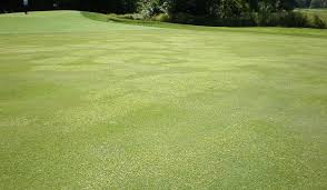 Image result for Kyllinga albiceps