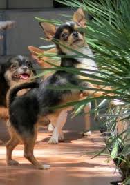 Tacitas De Te Toy Mini Toy Chihuahuas De Bolsillo Cachorros Chihuahua Perritos Chihuahuas Fotos De Perros