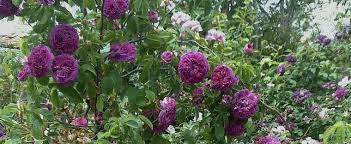 We did not find results for: Gallica Provins Rose Rosa Charles De Mills