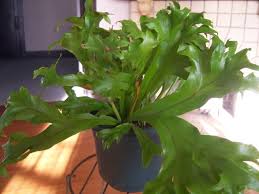 Image result for Microsorum punctatum