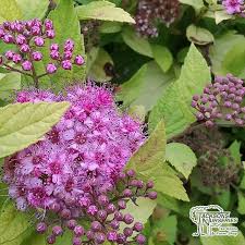 Image result for spirea japonica gold princess