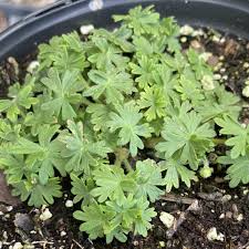 Image result for Geranium sanguineum Max Frei