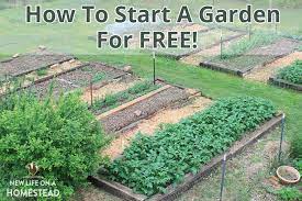 How To Start A Garden For Free Plants Pots Soil And More Starting A Garden Fall Garden Vegetables Organic Raised Garden Beds