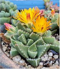Shop with afterpay on eligible items. The Best And Prettiest Succulents To Know And Grow