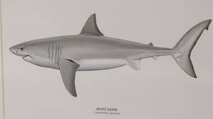 The call came in around 5 p.m. It Was Kind Of Frightening Maine Shark Attack Leaves Beachgoers Shocked Ktxs