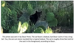 The mountain lion and the bobcat have a the purpose of carnivores in nature, including our texas cats, is well known to wildlife biologists and ecologists. Texas Cryptid Hunter New Black Panther Sightings In Texas