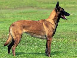 Belçika malinois özellikleri, belçika malinois nasıl bir köpektir bakımı kolay mı karakteri nasıl bu köpek cinsi alman kurdu cinsine çok benzeyen fakat arasında belirgin farklar olan bir köpek türüdür. Belgian Malinois Elityavru Com