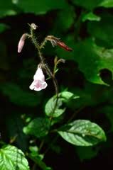 Image result for Isoglossa gregorii