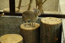 Image result for Dolichos junodii