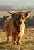 Mini Long Haired Cows