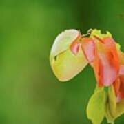 Image result for Colophospermum