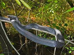 Texas Indigo Snake Drymarchon Corais Erebennus Texas Snakes Snake Indigo