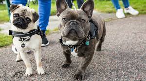 Currently one of the most popular breeds in the uk, the french bulldog is renowned for its captivating expressions and loving nature leading to many an instagram star! Scientists Find Gene Link To Problem Breathing In Dogs Bbc News