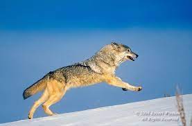 Animals Running Gray Wolf Canis Lupus Running Through Snow Controlled Conditions Wolf Poses Wolf Pictures Wolf Running