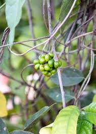 Image result for Tiliacora