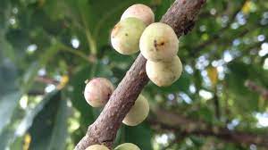 Following the text link shows the four possible sets for a listed species or form. Figs Tree At Bagan Ajam With Fruits And Insects Youtube