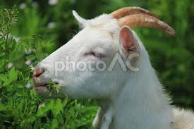 頭に緑の草とハーブを持つ面白い白いヤギ。ヤギが餌を与え、自然食品を食べる。写真素材2197091847 | Shutterstock