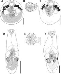 Image result for Dignathia