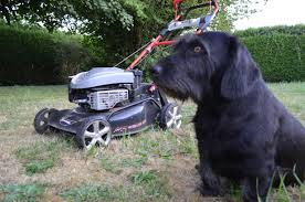 Quelle heure peut on faire du bruit le week end. Bruit De Tondeuse Tapage Nocturne Mauvaises Odeurs Mettez Le Voisin Casse Pieds A L Amende Le Reveil Normand