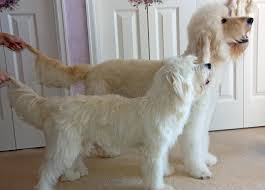 goldendoodle mini vs standard size comparison