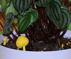 Fungus gnats (also called soil gnats) are probably the most common (and annoying) houseplant you will notice these indoor plant bugs crawling out of the potting soil, or flying around your plant 1. Yellow Mushrooms In Potted Plants