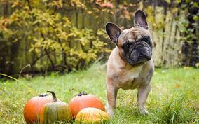 How much pumpkin can i give my dog? How Pumpkin Can Ease Your Dog S Upset Stomach The Animal Keeper