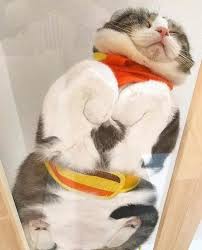 Are there two bikes at the door? Cats On Glass Tables