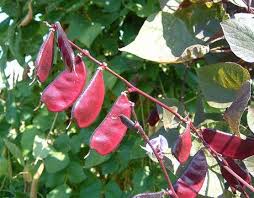 Image result for Dolichos