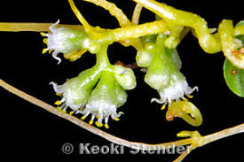 Image result for Cuscuta australis