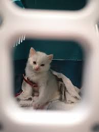 We did not find results for: Hza D Zoll Dusseldorf Stellt Kranke Jungkatze Sicher Tierrettungsdienst Presseportal
