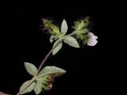 Image result for Blepharis maderaspatensis