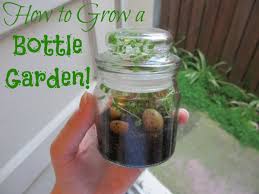 Even you can conjure one at home now. How To Grow A Bottle Garden Dengarden