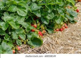 If you would like to receive our. Similar Images Stock Photos Vectors Of Home Grown Organic Strawberry Plant Ken Muir Fragaria X Ananassa Under Black Netting And Protected By Straw On An Allotment In A Vegetable Garden In