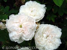 All coupons deals free shipping verified. Heirloom Roses For Your Ohio Garden