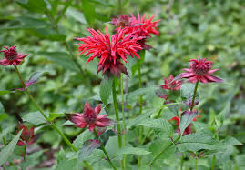 Image result for Monarda didyma