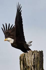 Birds That Look Like Bald Eagles My Name Is Maria Azevedo I Live In Sao Paulo Brazil This Tumblr Is For All The Beautiful Things I Bald Eagle Pet Birds Beautiful Birds