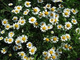 Pyrethrum Kills Mosquitoes Natural Pesticides Mosquito Plants Plants