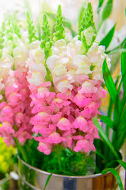 Maybe you would like to learn more about one of these? Growing Snapdragons How To Keep Snapdragons Blooming All Summer