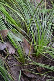 Image result for Isoetaceae