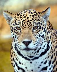 Leopard Closeup Portrait Of A Leopard Closeup Affiliate Closeup Leopard Portrait Closeup Leopard Ad Animals Images Animals Stock Images