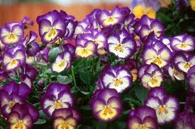 Wie Pflege Ich Ein Veilchen Wie Reproduziere Ich Violett Bio Garten Bio Garten Biogarten Biogarten In 2020 Buying Your First Home Fresh Herbs Homemade Muesli